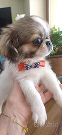 Cuccioli CHIHUAHUA pedigree