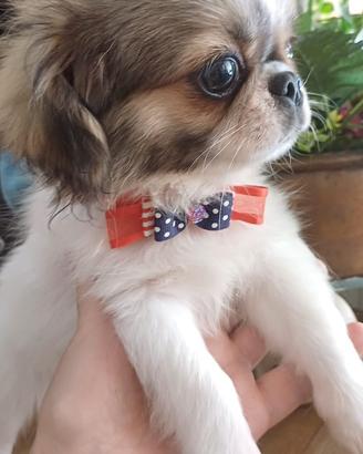 Cuccioli CHIHUAHUA pedigree
