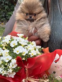 Cuccioli di Pomerania con pedigree Enci