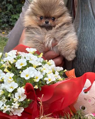 Cuccioli di Pomerania con pedigree Enci