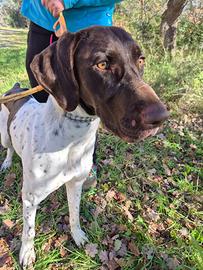 Bracco tedesco 2 anni