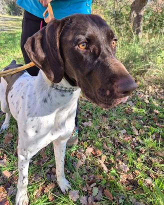 Bracco tedesco 2 anni