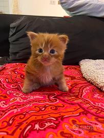 Cucciolo di Maine coon red tabby