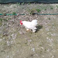 1 gallo per 2 galline