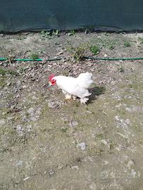 1 gallo per 2 galline