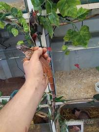 Iguane rosse