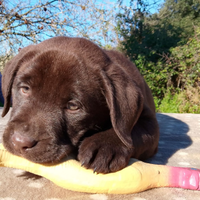 Cucciolo labrador cioccolato