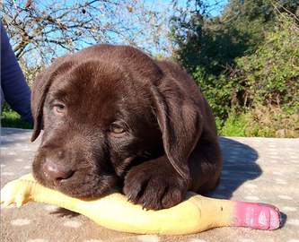 Cucciolo labrador cioccolato