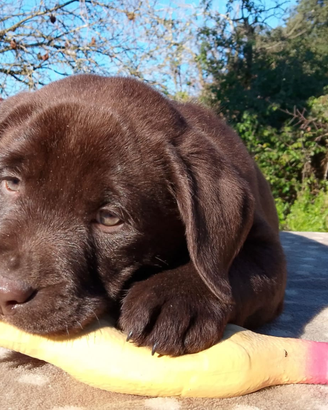 Cucciolo labrador cioccolato
