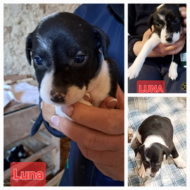 Cucciole tre mesi, taglia medio piccola