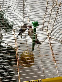 Si vende coppia cardellini