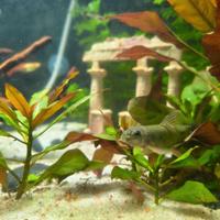 Guppy, Pangio, Garra, Ancistrus