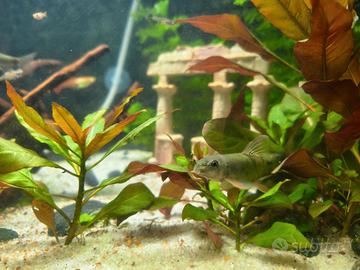 Guppy, Pangio, Garra, Ancistrus