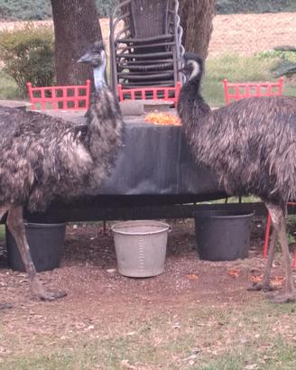 Emu' piccoli