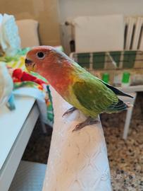 Inseparabili allevati a mano