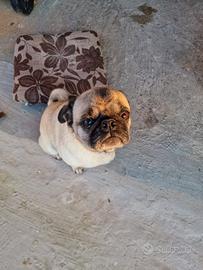 Cagnolino carlino