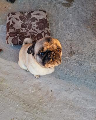 Cagnolino carlino