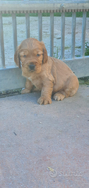 Cocker