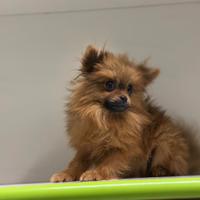 Pomerania mini toy Spitz nano tedesco fulvo