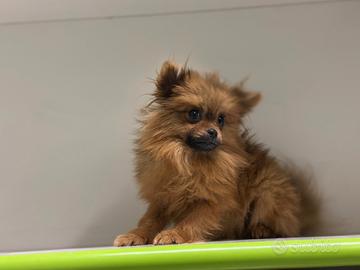 Pomerania mini toy Spitz nano tedesco fulvo