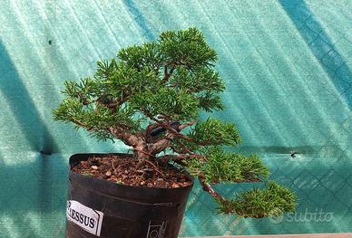 Bonsai ginepro itoigawa shohin