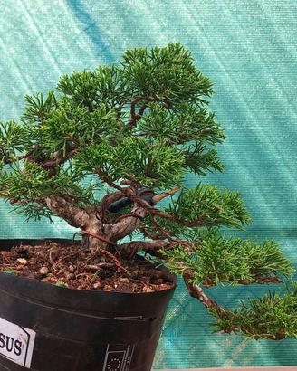 Bonsai ginepro itoigawa shohin