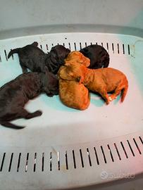 Barboncino toy e nano cuccioli italiani
