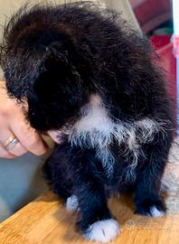 Cucciole mix Shiba inu