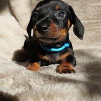 Cucciolo bassotto nero focato