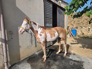 cavalla paint