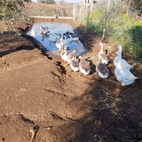 Oca del Campidoglio cinghiose e Tolosa