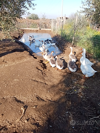 Oca del Campidoglio cinghiose e Tolosa