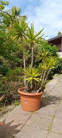 Pianta Yucca Elephantipes 250 cm (Valuto Scambi)
