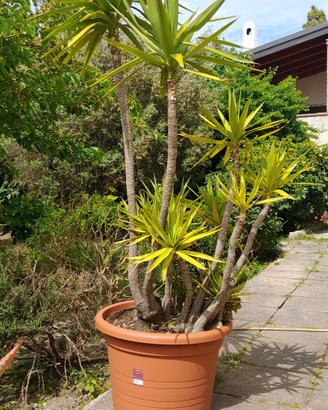 Pianta Yucca Elephantipes 250 cm (Valuto Scambi)