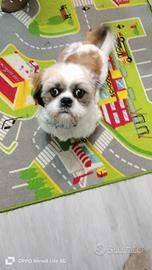 Cucciolo maschio razza Shitzu 5 mesi