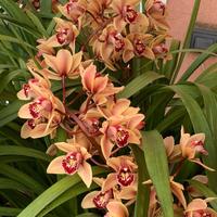 Orchidea da giardino fiore