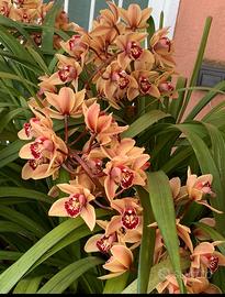 Orchidea da giardino fiore