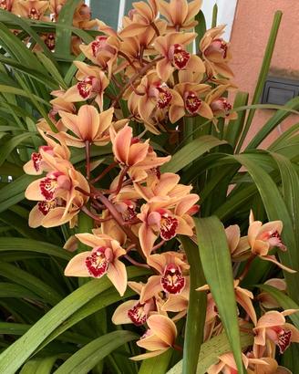 Orchidea da giardino fiore