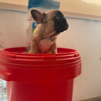 Bulldog francesi