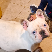 Bulldog francese femmina