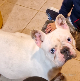 Bulldog francese femmina