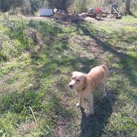 Due cani tg medio piccola