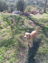 Due cani tg medio piccola