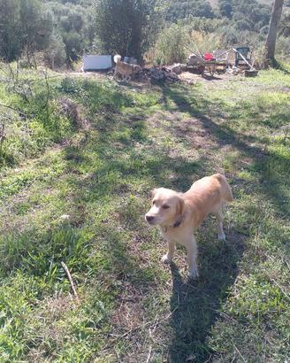 Due cani tg medio piccola
