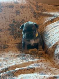 Bulldog francese blu tan