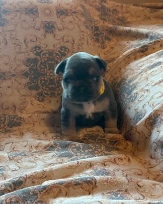 Bulldog francese blu tan
