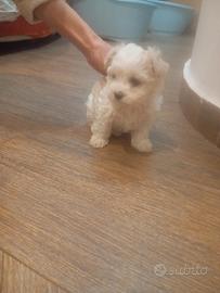Cucciola maltese taglia piccola