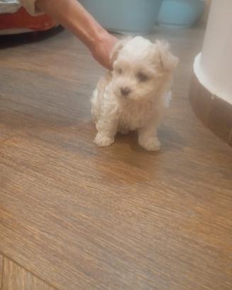 Cucciola maltese taglia piccola