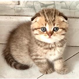 Gattina Scottish Fold