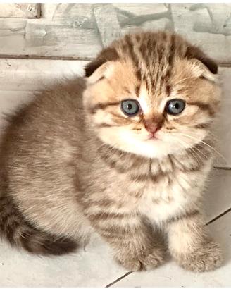 Gattina Scottish Fold